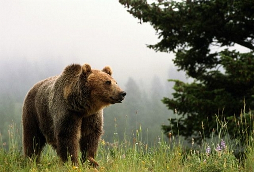 охота на медведя украина